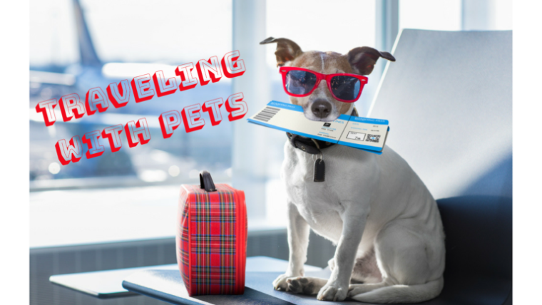 Traveling for the Holidays with Your Pet
