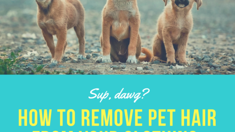 Remove Pet Hair From your Clothing
