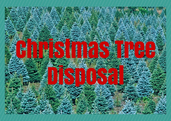 How To Dispose of your Christmas Tree in 2015