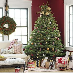 Did You Choose A LIVE Christmas Tree This Year? Here’s What it Wants You To Know…